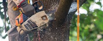 Best Leaf Removal  in Valley Center, CA