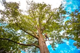 Best Hazardous Tree Removal  in Valley Center, CA