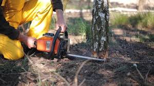 Best Tree and Shrub Care  in Valley Center, CA