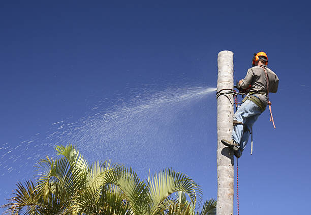 Best Lawn Pest Prevention  in Valley Center, CA