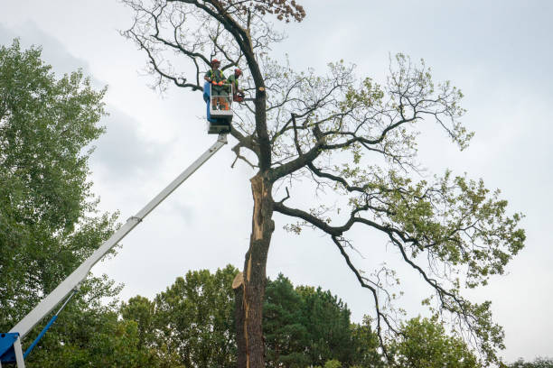 Best Tree Cabling and Bracing  in Valley Center, CA