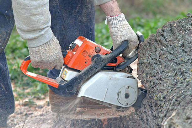 Best Emergency Tree Removal  in Valley Center, CA