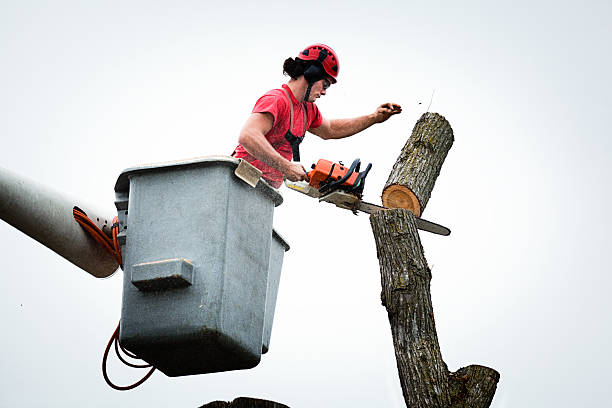 Best Seasonal Cleanup (Spring/Fall)  in Valley Center, CA