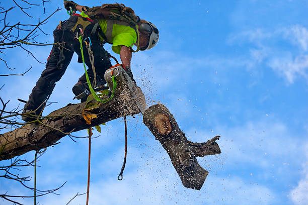  Valley Center, CA Tree Care Pros