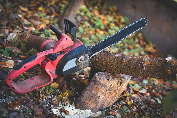 Best Tree Removal  in Valley Center, CA