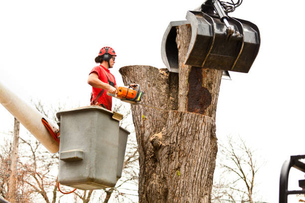 Best Fruit Tree Pruning  in Valley Center, CA