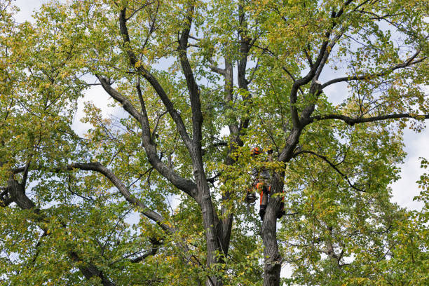  Valley Center, CA Tree Care Pros